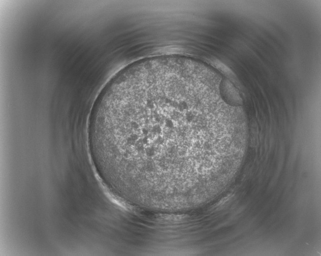 X0000065961039200603241842