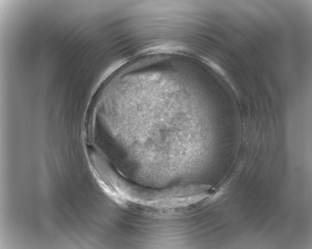 X0000065961042200603241842