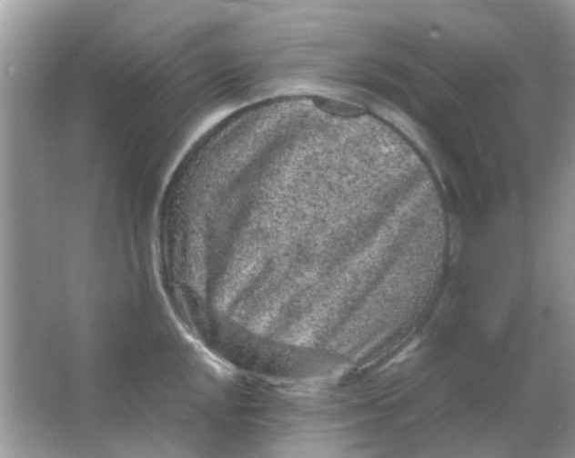 X0000065961048200603241842