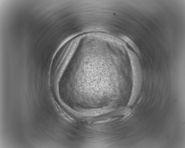 X0000065961052200603241842