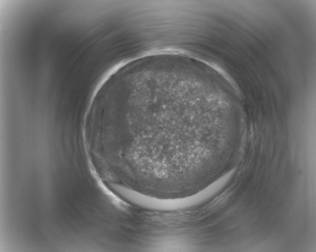 X0000065961054200603241842