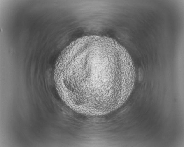 X0000065961059200603241841