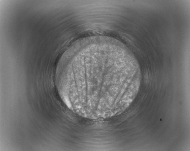 X0000065961060200603241841