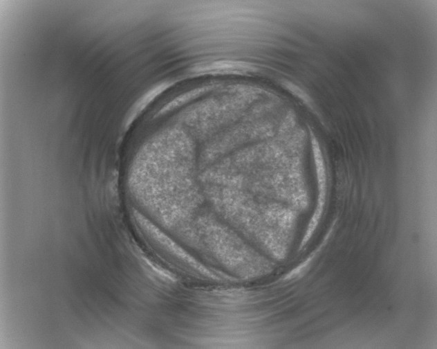 X0000065961066200603241841