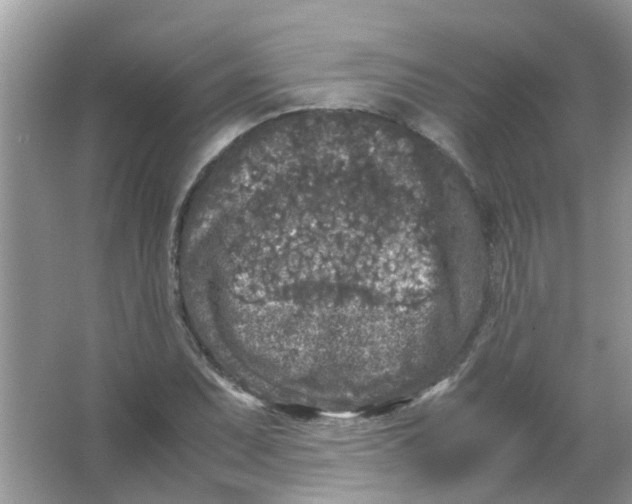 X0000065961071200603241841