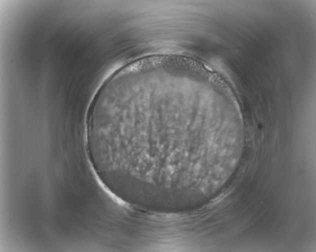 X0000065961095200603241841