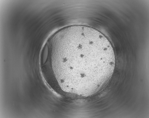 X0000065961096200603241841