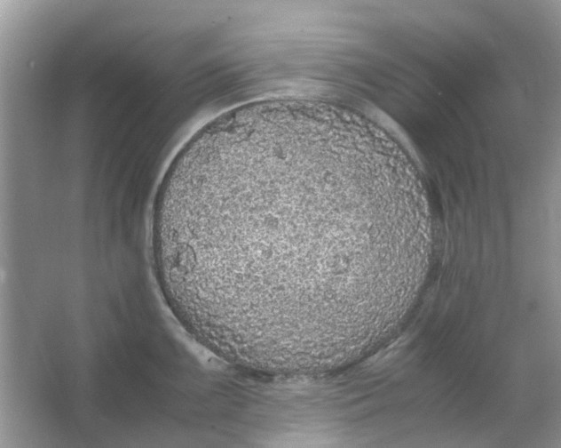 X0000065961099200603241841