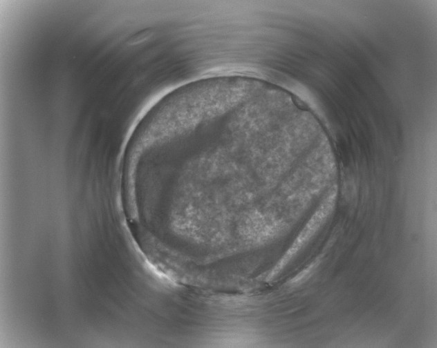 X0000065961102200603241840