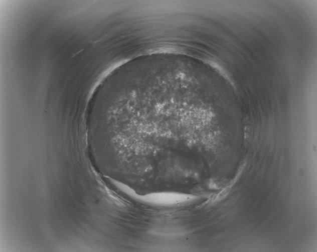 X0000065961117200603241840