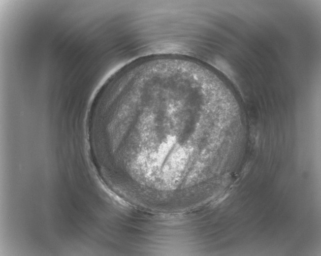 X0000065961120200603241840