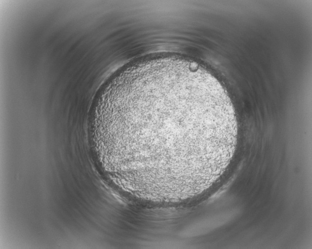 X0000065961121200603241840