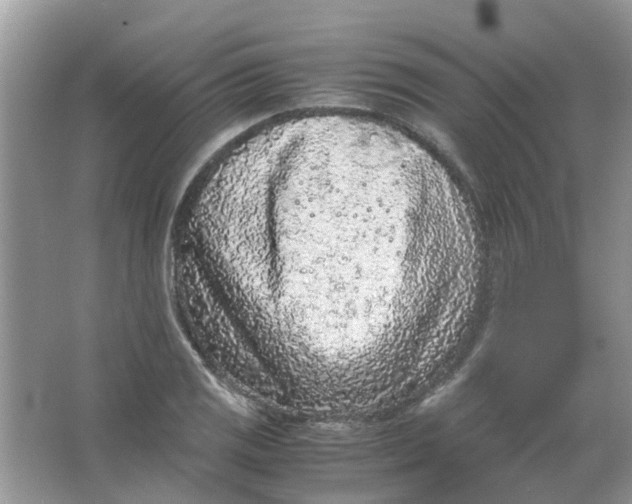 X0000065961125200603241840