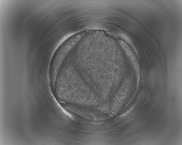 X0000065961141200603241840