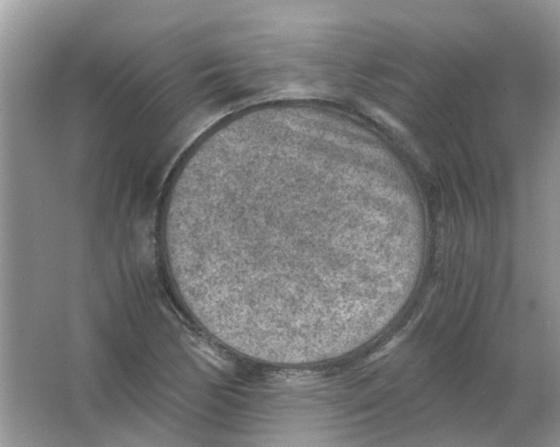 X0000065961170200603241839