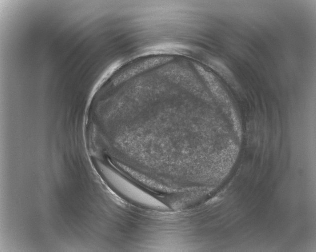 X0000065961180200603241839