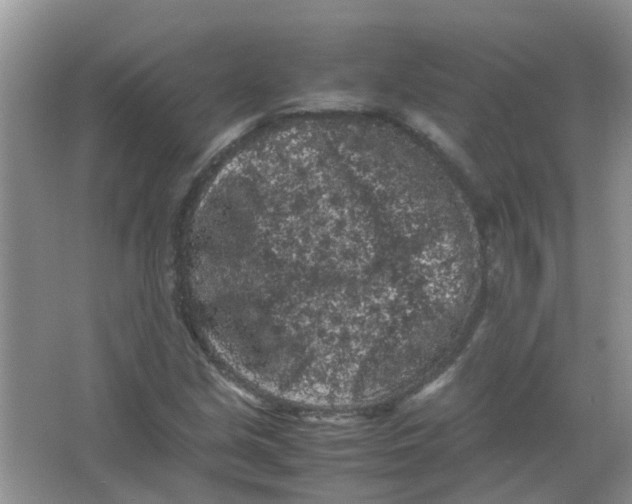 X0000065961213200603241838