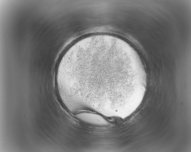 X0000065961224200603241838