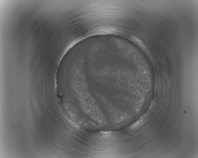 X0000065961226200603241838