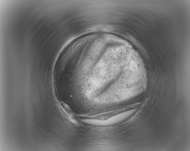 X0000065961240200603241839