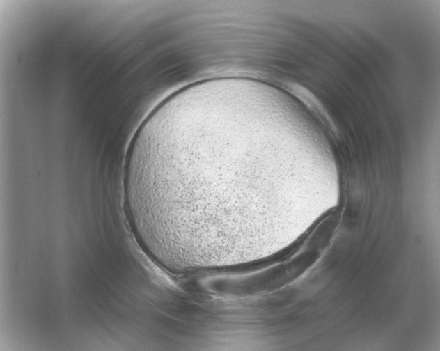 X0000065961244200603241839