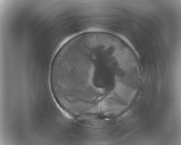 X0000065961245200603241839