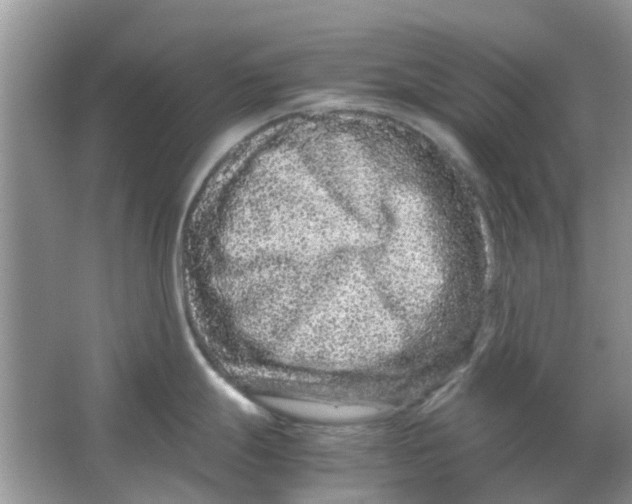 X0000065961247200603241839