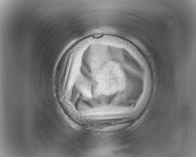 X0000065961248200603241839