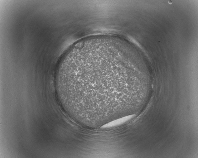 X0000065961259200603241838