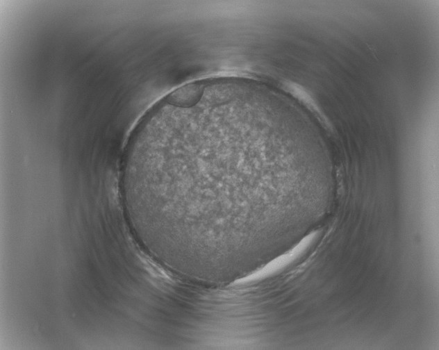 X0000065961260200603241838