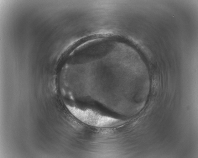 X0000065961262200603241838