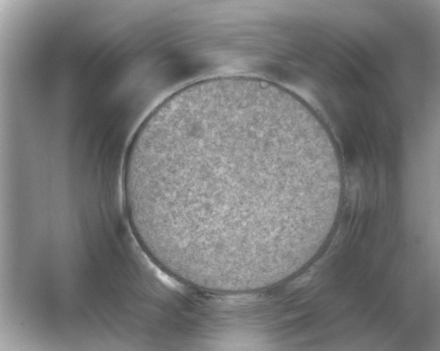 X0000065961294200603241837