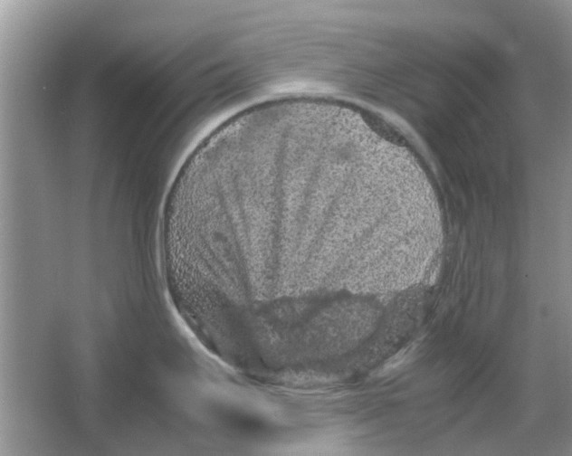 X0000065961295200603241837