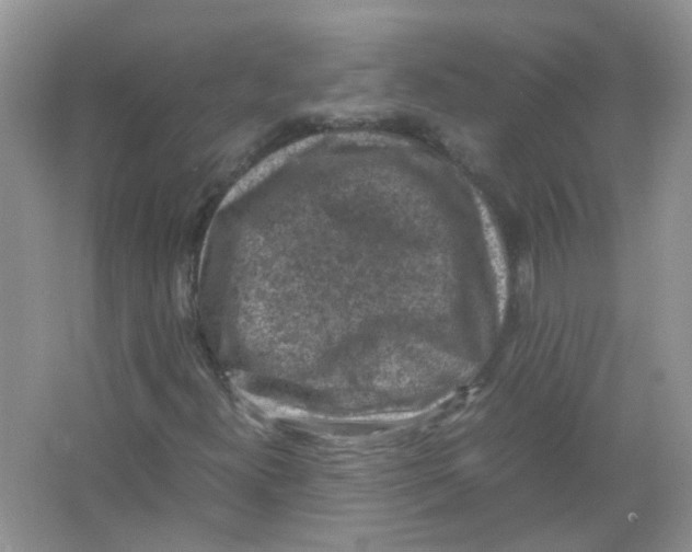 X0000065961300200603241836