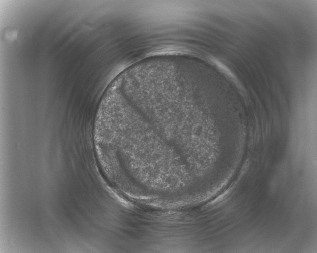 X0000065961329200603241837