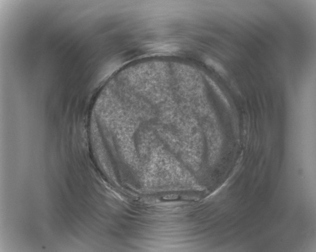 X0000065961354200603241836