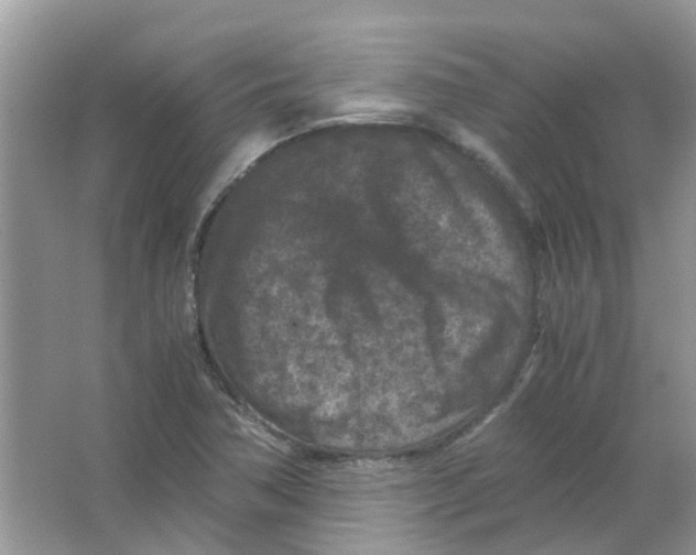 X0000065961362200603241836