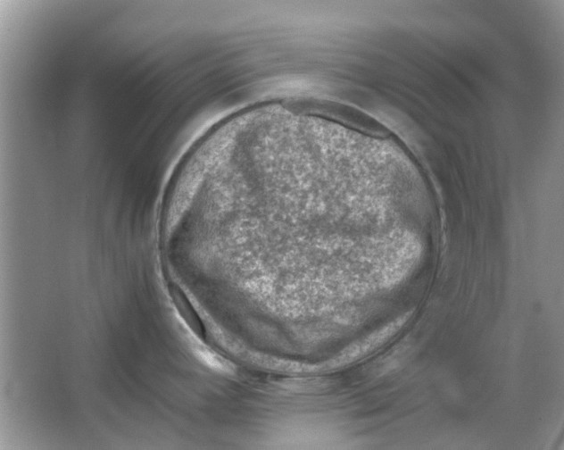 X0000065961392200603241835