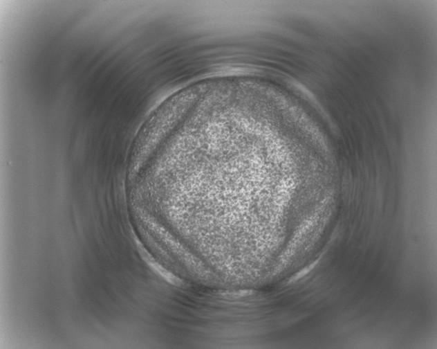 X0000065961417200603241835