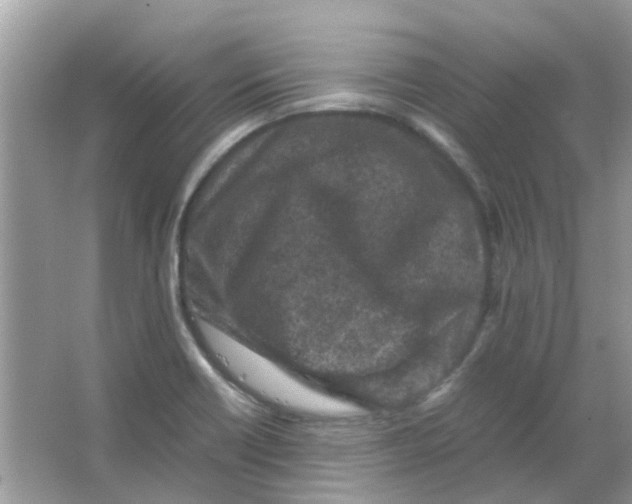 X0000065961418200603241835