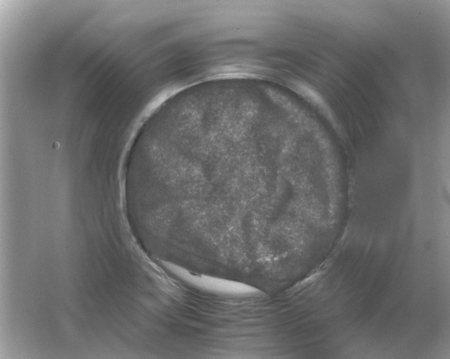 X0000065961419200603241835