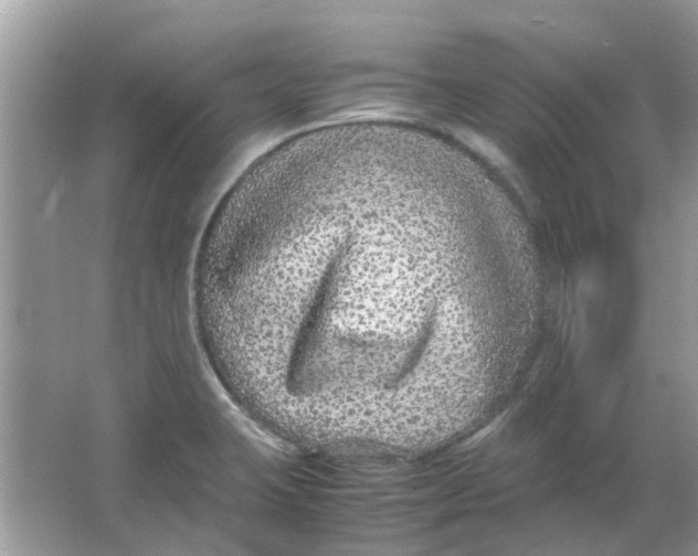 X0000065961423200603241835