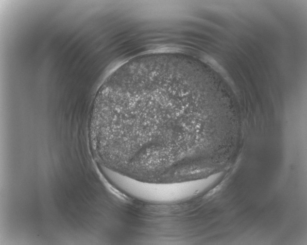 X0000065961425200603241835