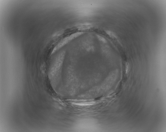 X0000065961445200603241835