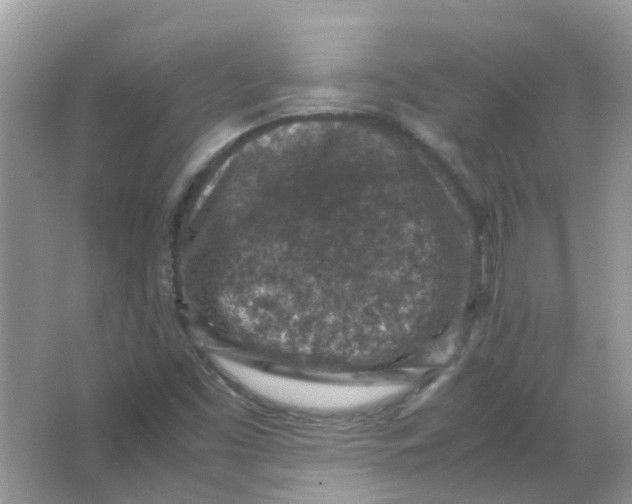 X0000065961453200603241834