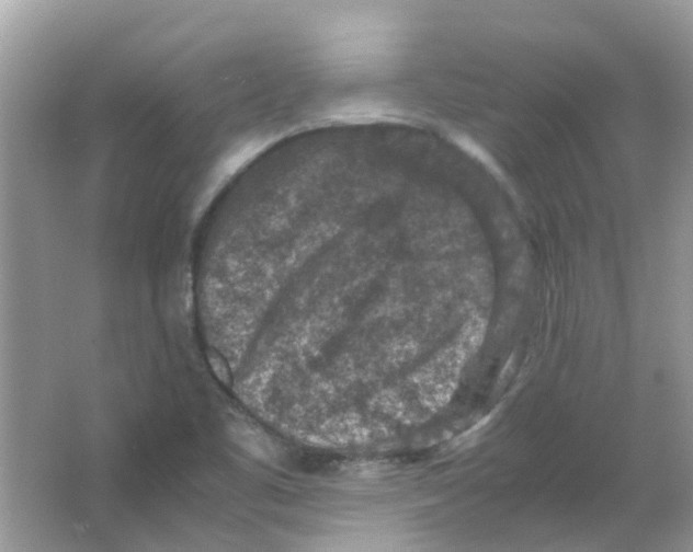 X0000065961461200603241834