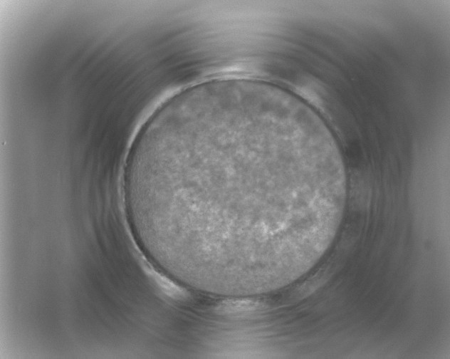 X0000065961474200603241834