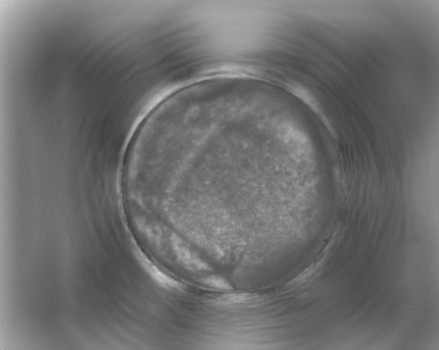 X0000065961482200603241834