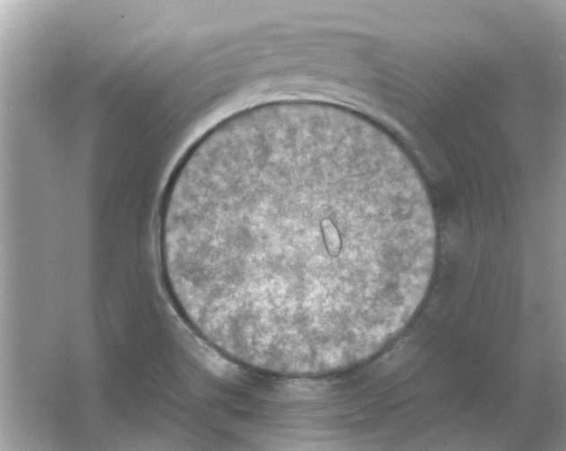 X0000065961514200603241833