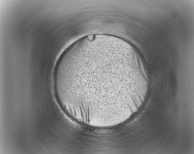 X0000065961517200603241834